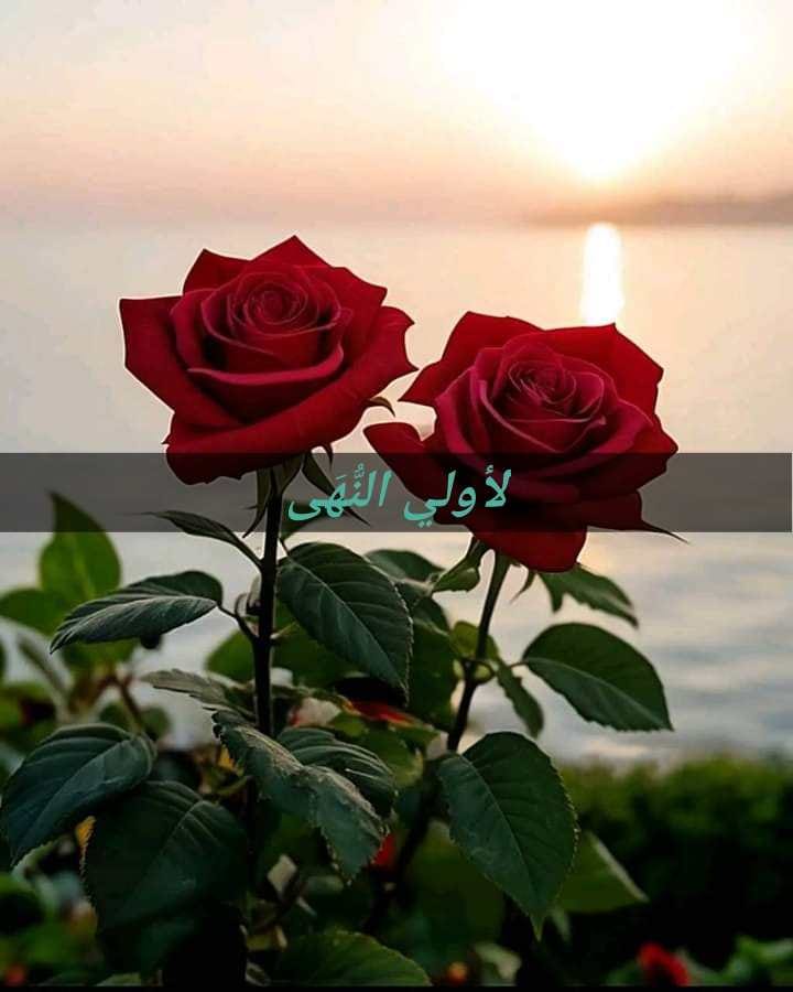 نـ ـبـ ـضـ ـات قلب - احترِمُوا #عزْلَةَ البعْضِ المُؤقـتَة؛ ورغبَتَهُم ...