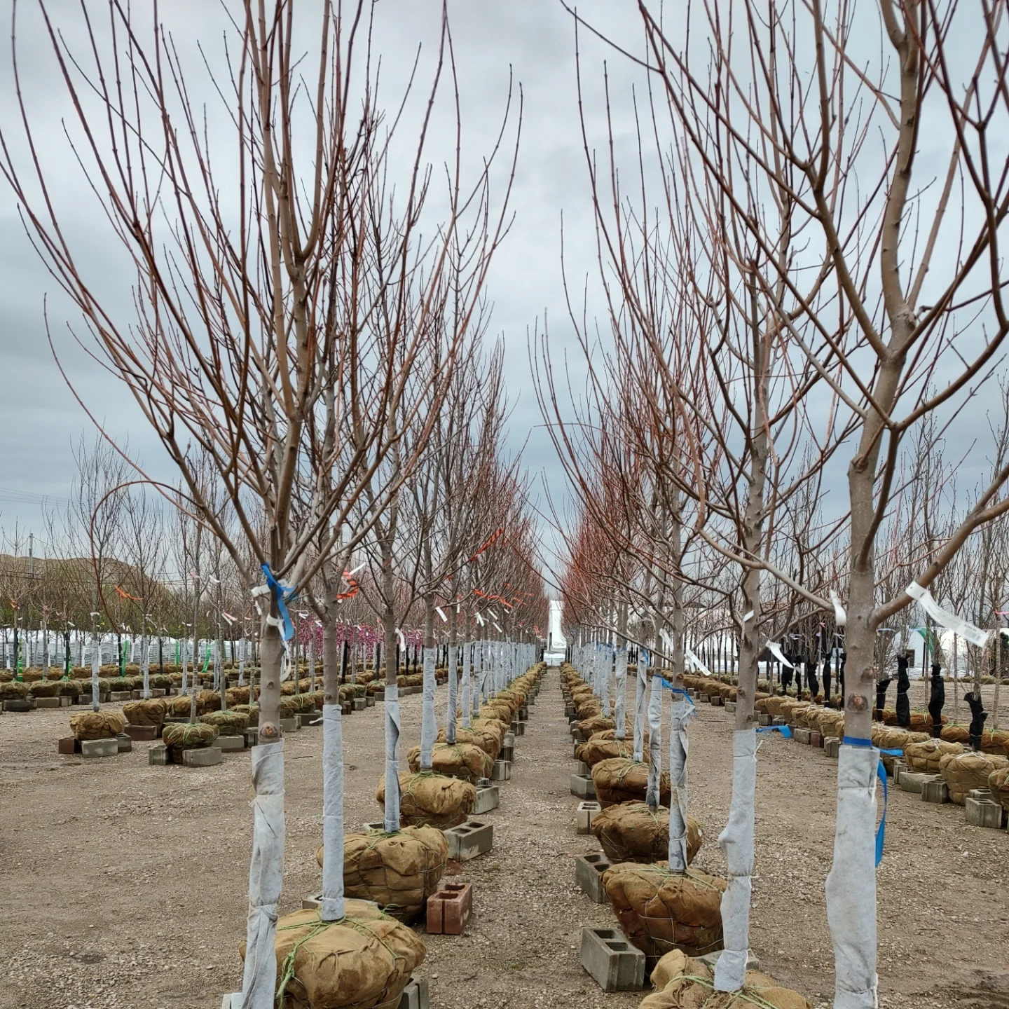 Kurtz Bros Mulch & Soils