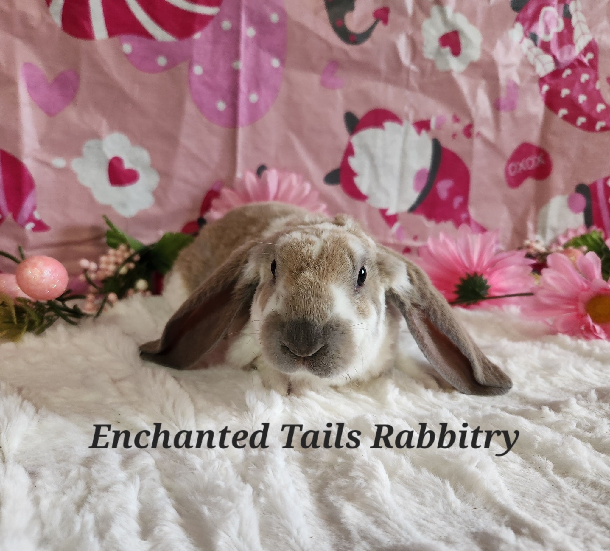 PNW Pet Rabbit Rescue added a new... - PNW Pet Rabbit Rescue