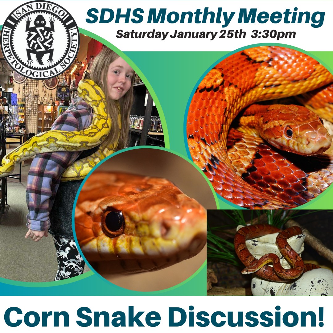 San Diego Herpetological Society - 🐍 Join Us for the Junior SDHS ...
