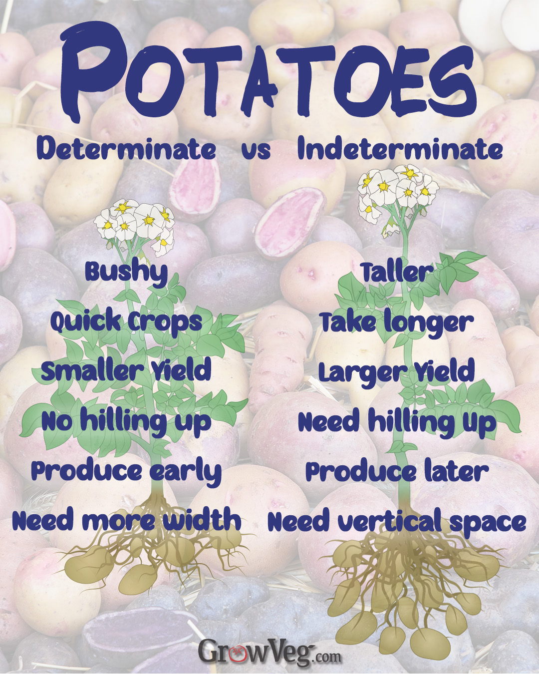 GrowVeg - **Differences between Indeterminate and Determinate Potatoes ...