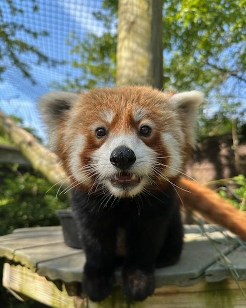 Capron Park Zoo welcomes new red panda Sunisa