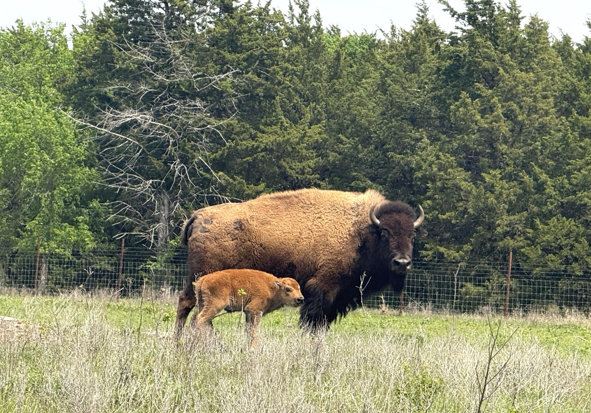 Chickasaw - Last week, the bison calf pictured below joined the ...