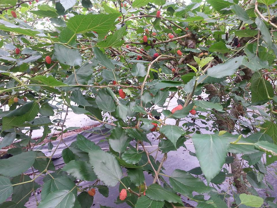 桑葚緣觀光果園 - 桑樹上的果實、每日都成熟。先到先採。相對的桑葚也逐日減少。要採果的朋友，不要再詢問有多少成熟果實，...