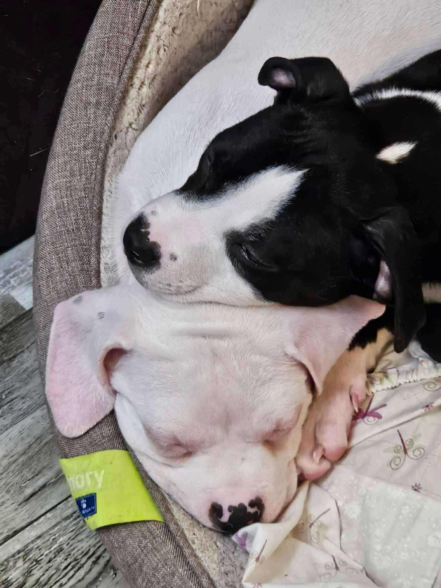 Meet Aurora – the snuggly... - All Paws Are Perfect Rescue | Facebook
