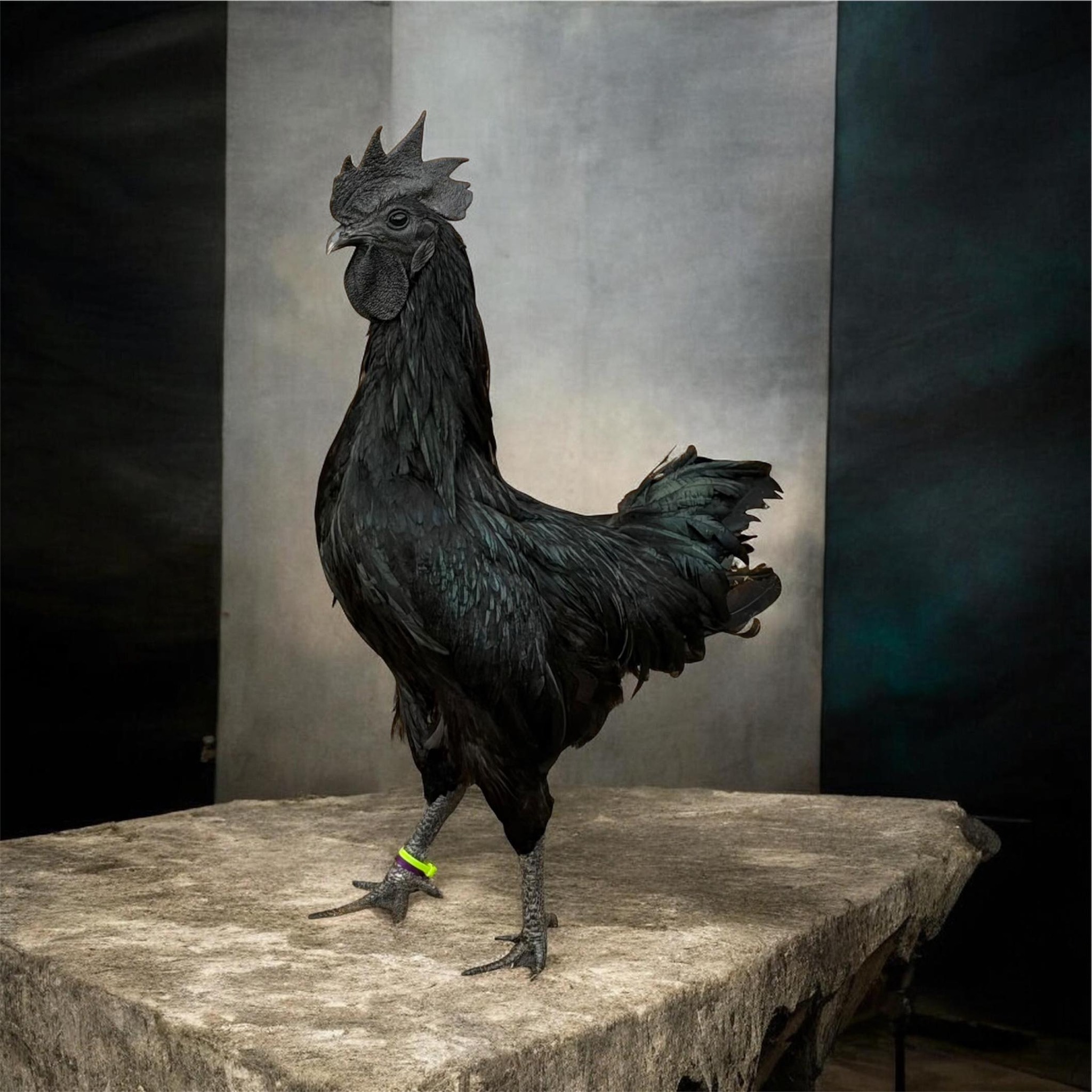Poultry DNA and Testing Support! | So there has been lots of talk about ...