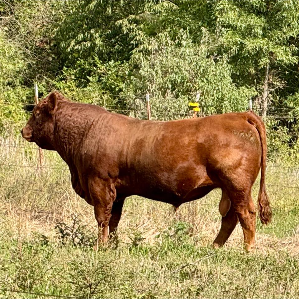 The Switchback Ranch bred heifers offered in the Big Country Genetics ...