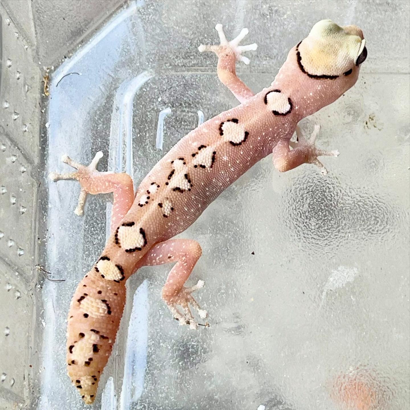 Secret Laboratory Geckos