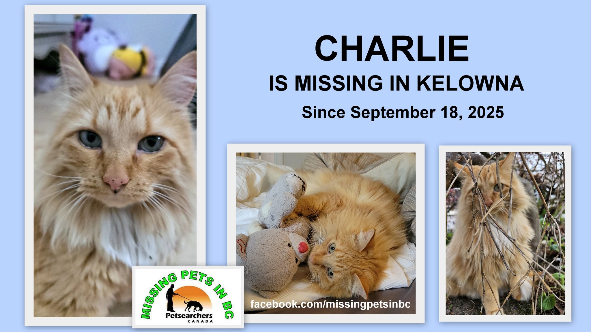 KELOWNA: HAVE YOU SEEN CHARLIE??? CHARLIE: Female Ragdoll x Tabby cat ...