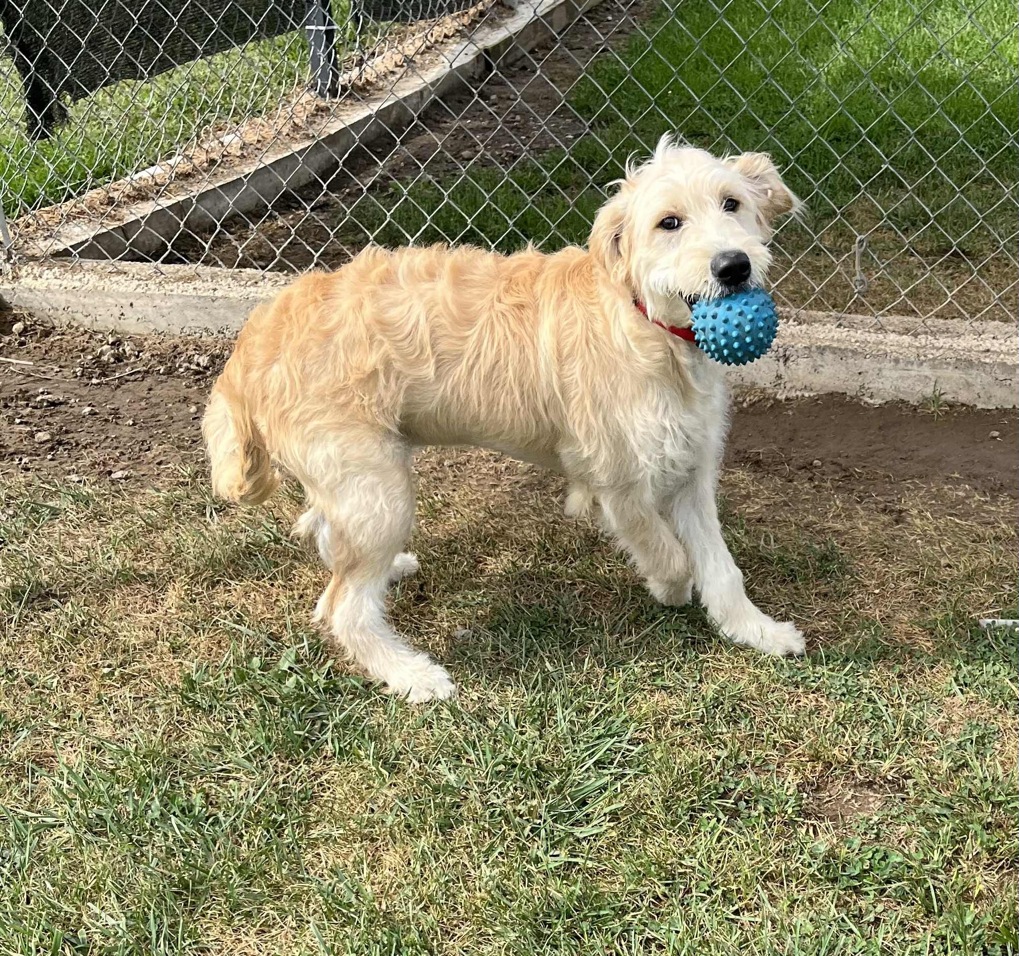 Ark Animal Rescue and... - Ark Animal Rescue and Adoption