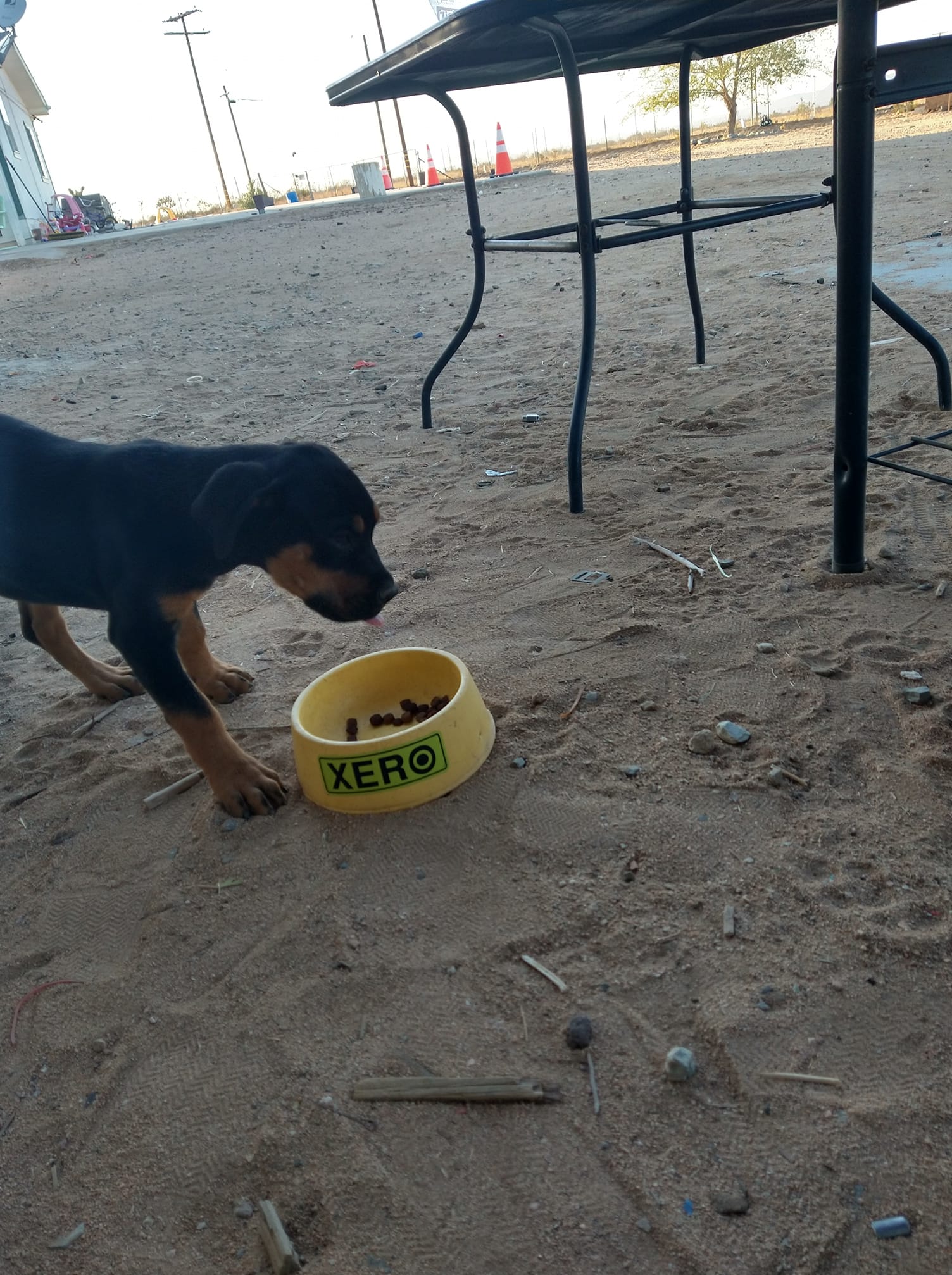 XERO The Window Dog Posts Facebook