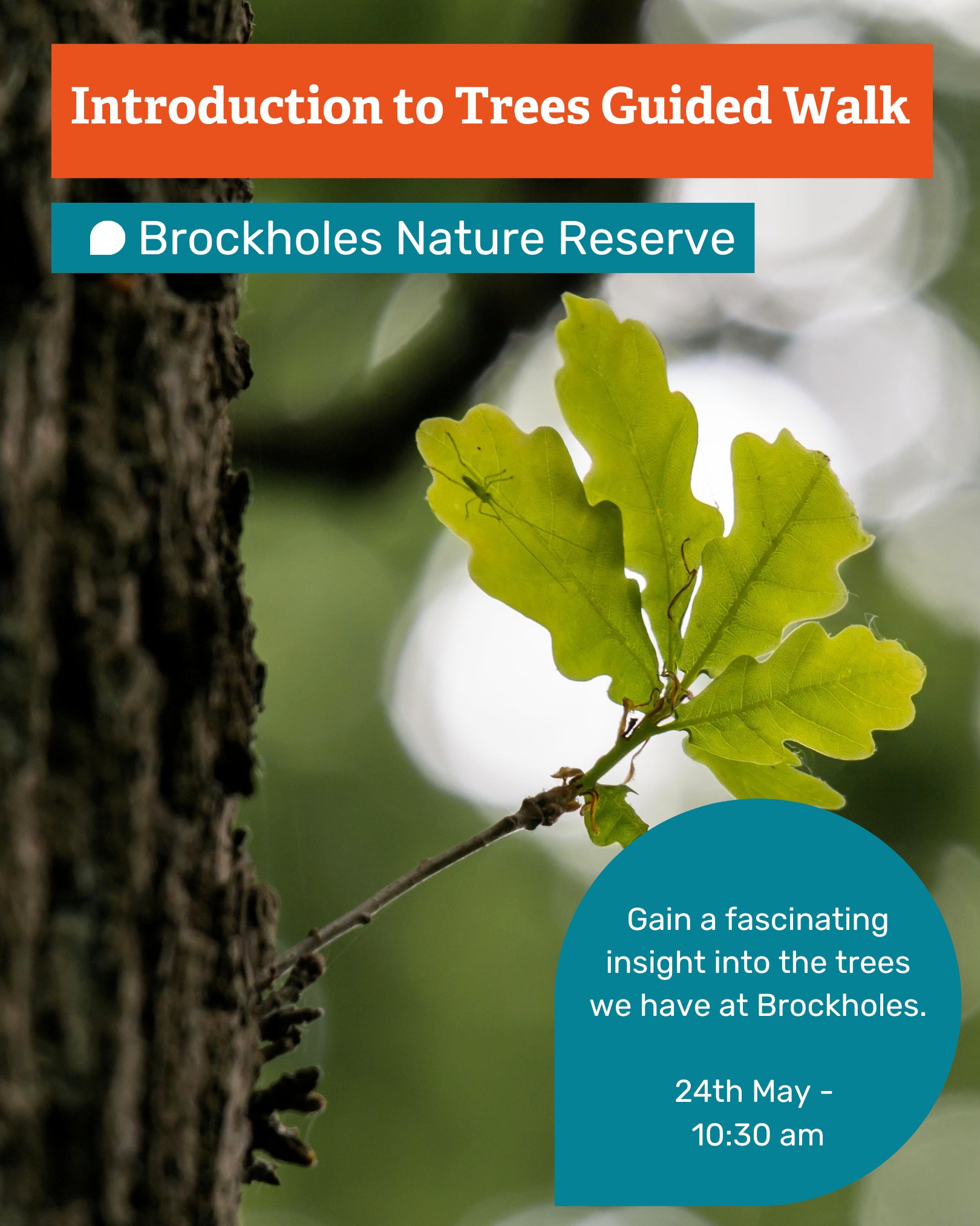 Brockholes - Discover the fascinating world of trees on our ...
