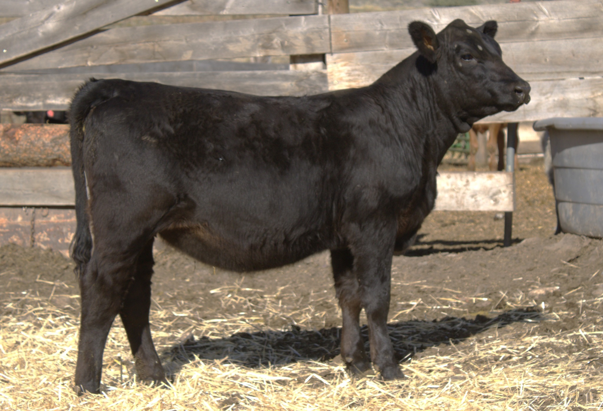 Table Rock Ranch | Ririe ID