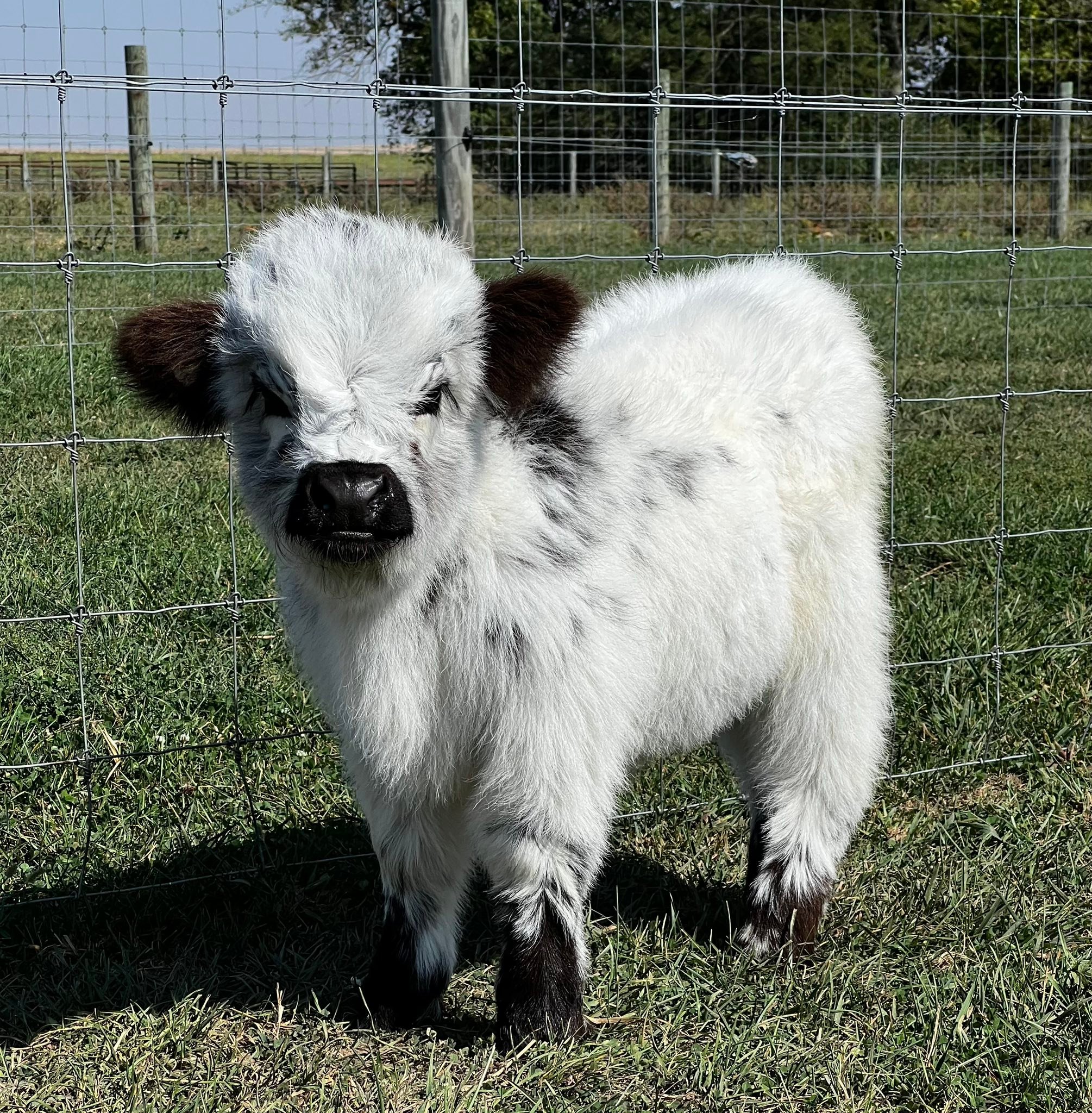 Pandarosa Miniature Ranch... - Pandarosa Miniature Ranch