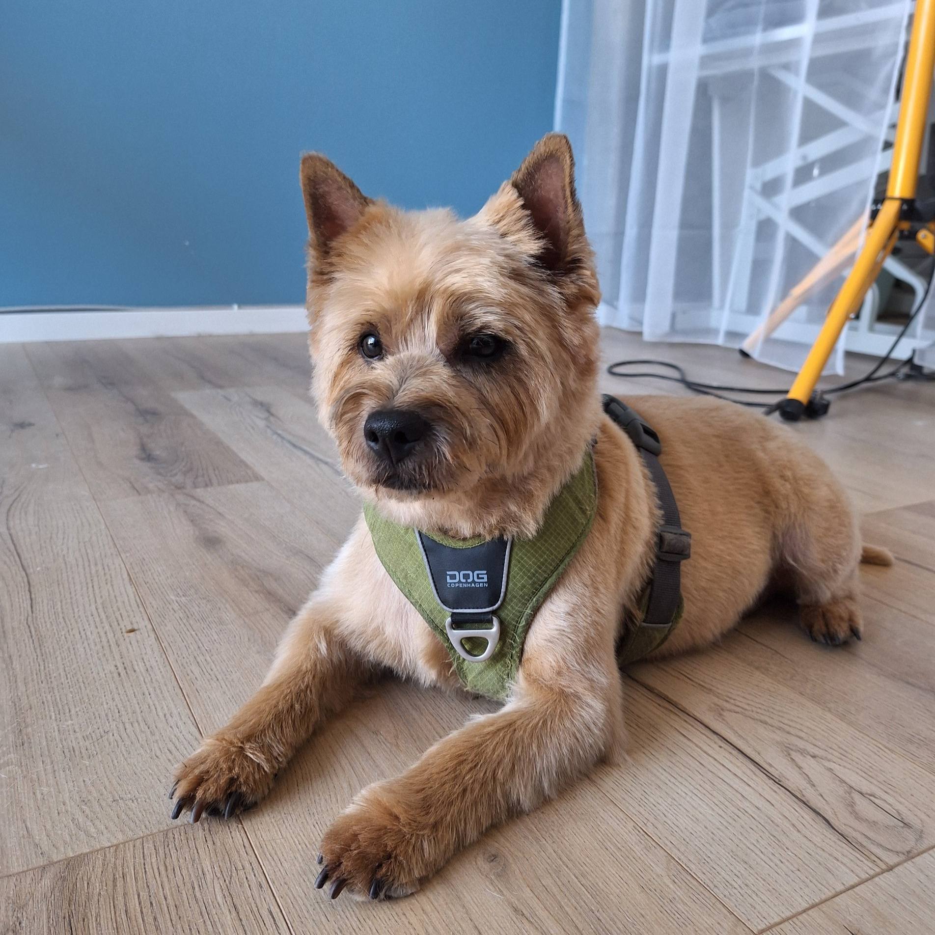 Image showcasing Blue Dog Grooming Studio | Copenhagen