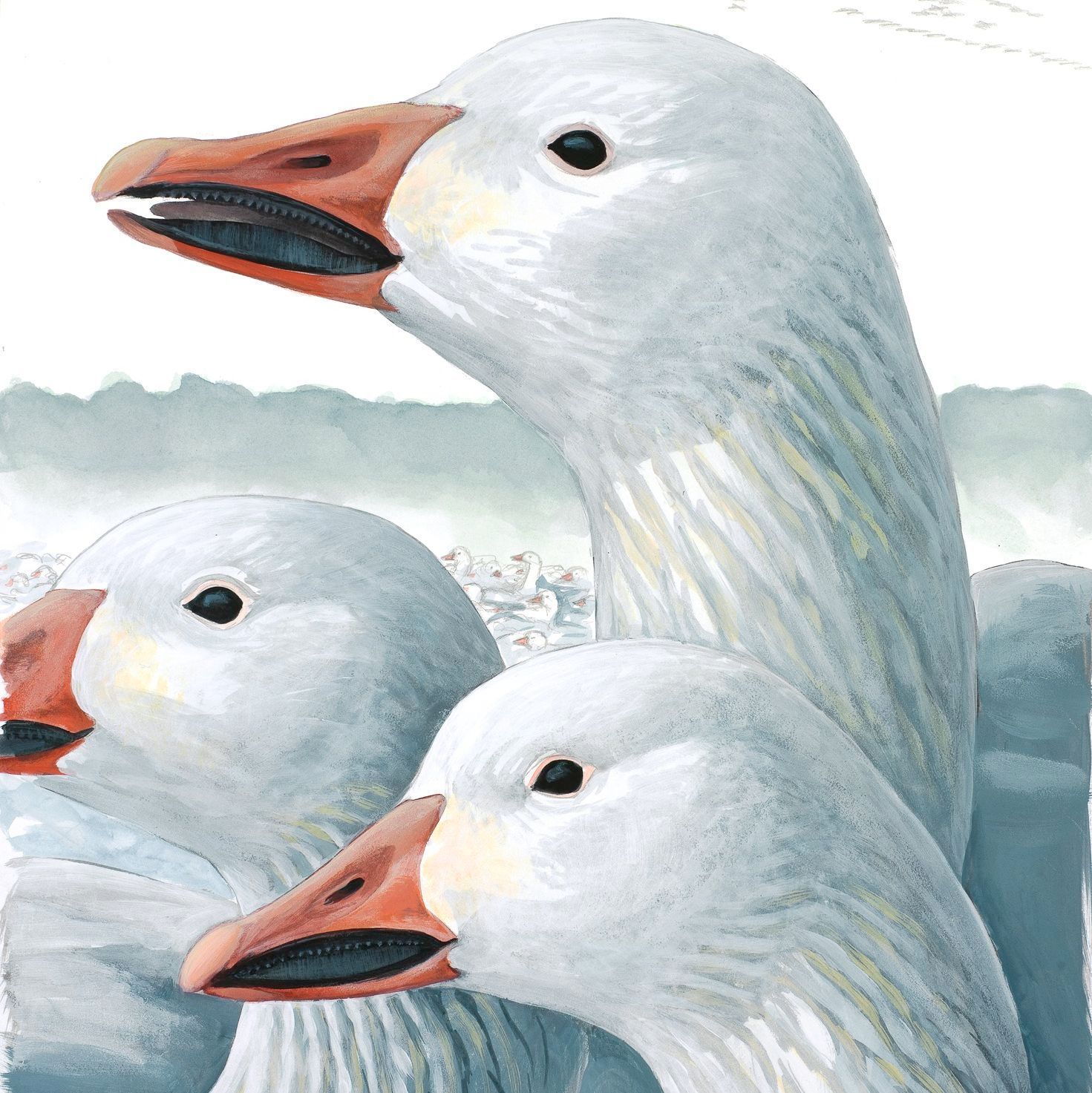 David - If you are lucky enough to have seen any migrating Snow Geese ...