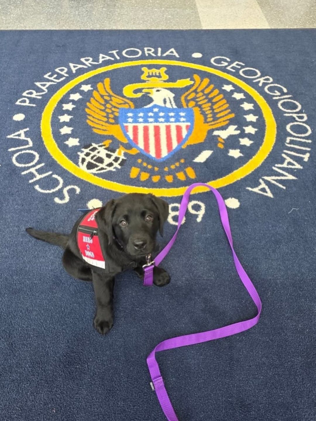 Hero Dogs - Today we honor the life of Hero Dogs Sandy - Service Dog in ...