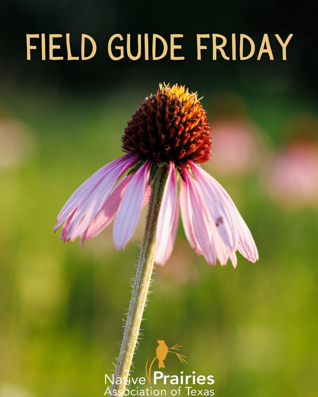 Field Guide Friday:... - Native Prairies Association of Texas | Facebook