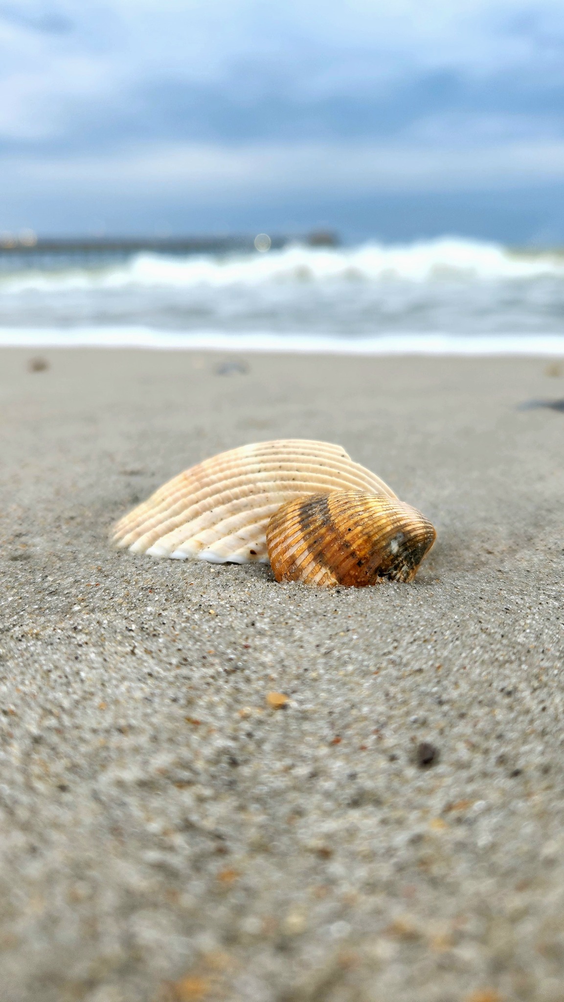 Sherry's Shells and... - Sherry's Shells and Seaglass