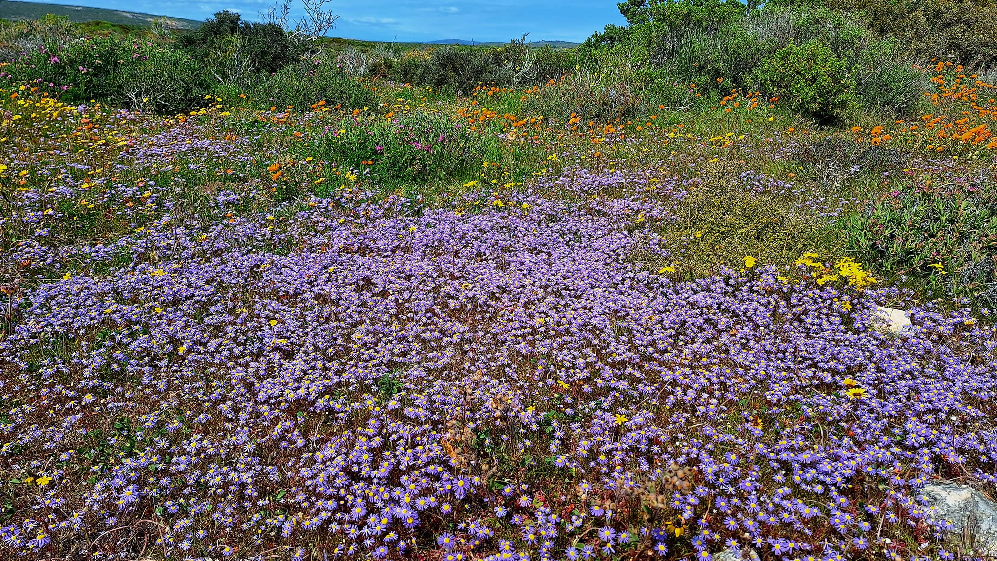 Jacobsbay Bio-Nature Reserve | Saldanha