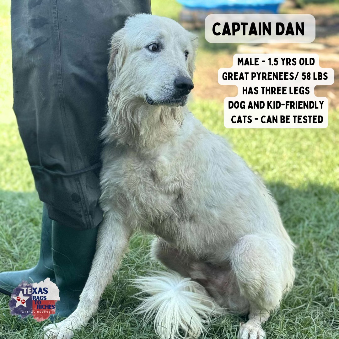 C... - Texas Rags To Riches Rescue - Atlantic Canada Adoptions | Facebook