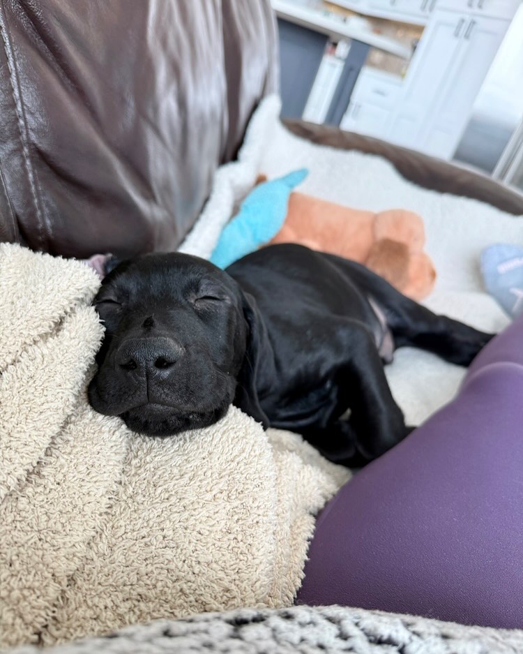 Mile High Labrador Retriever Mission