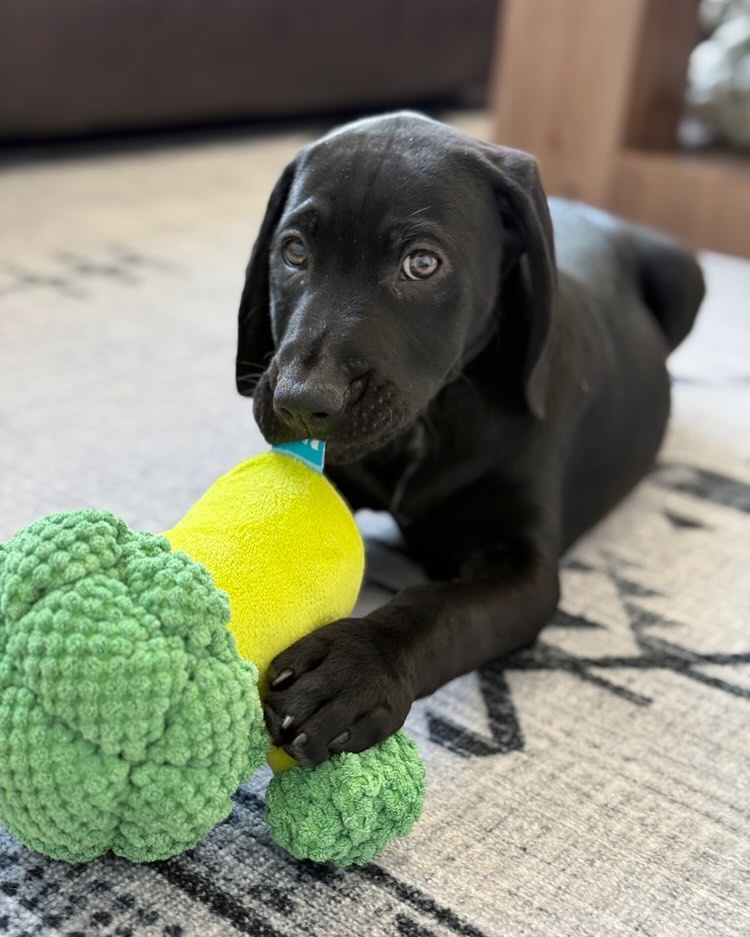 Mile High Labrador Retriever Mission