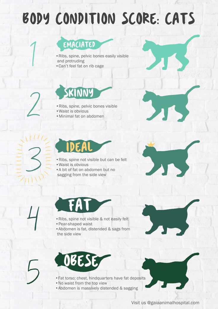 A common... - Green Prairie Animal Hospital - San Jose