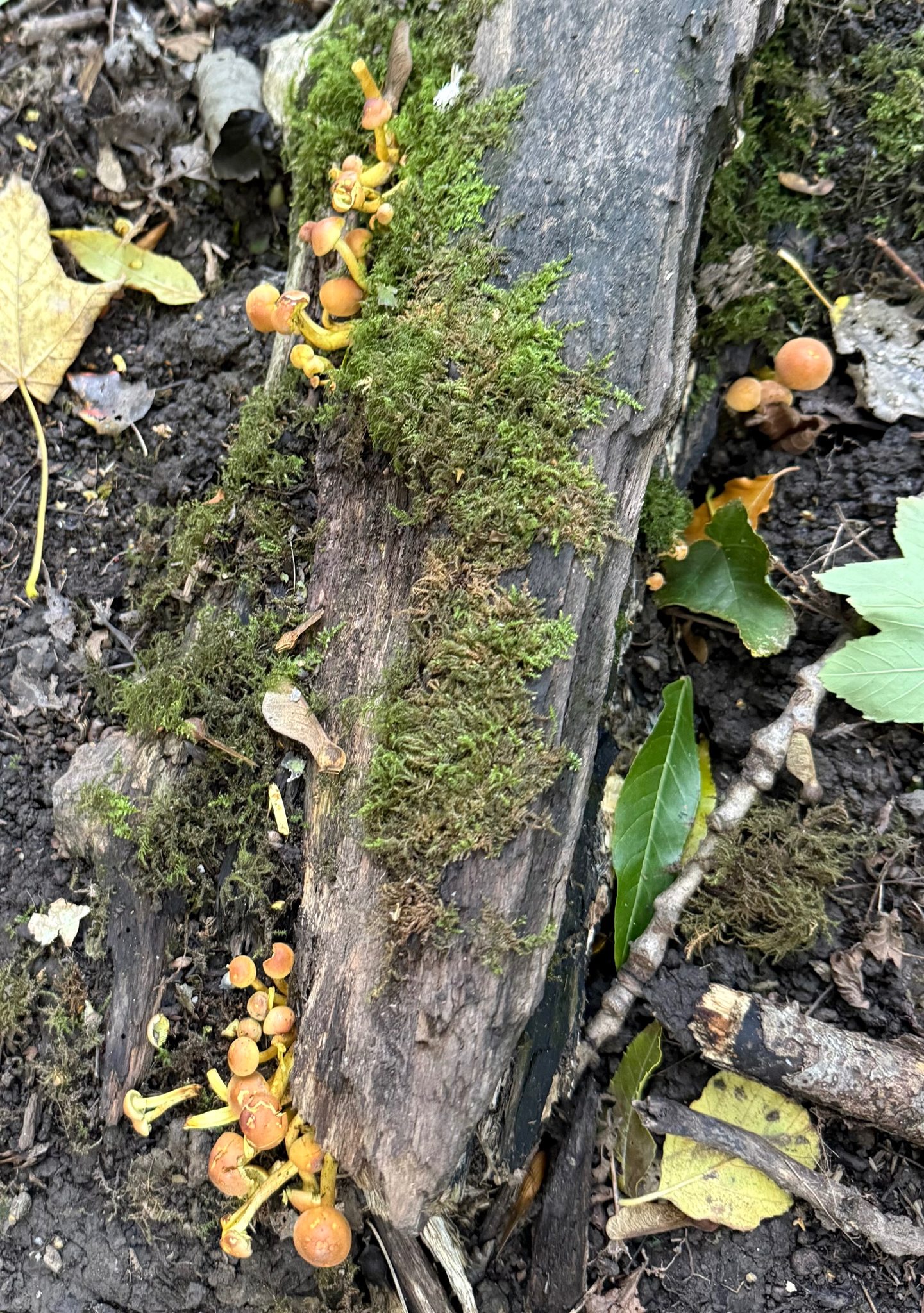 Friends of Lincombe Barn Park and Woods | Bristol
