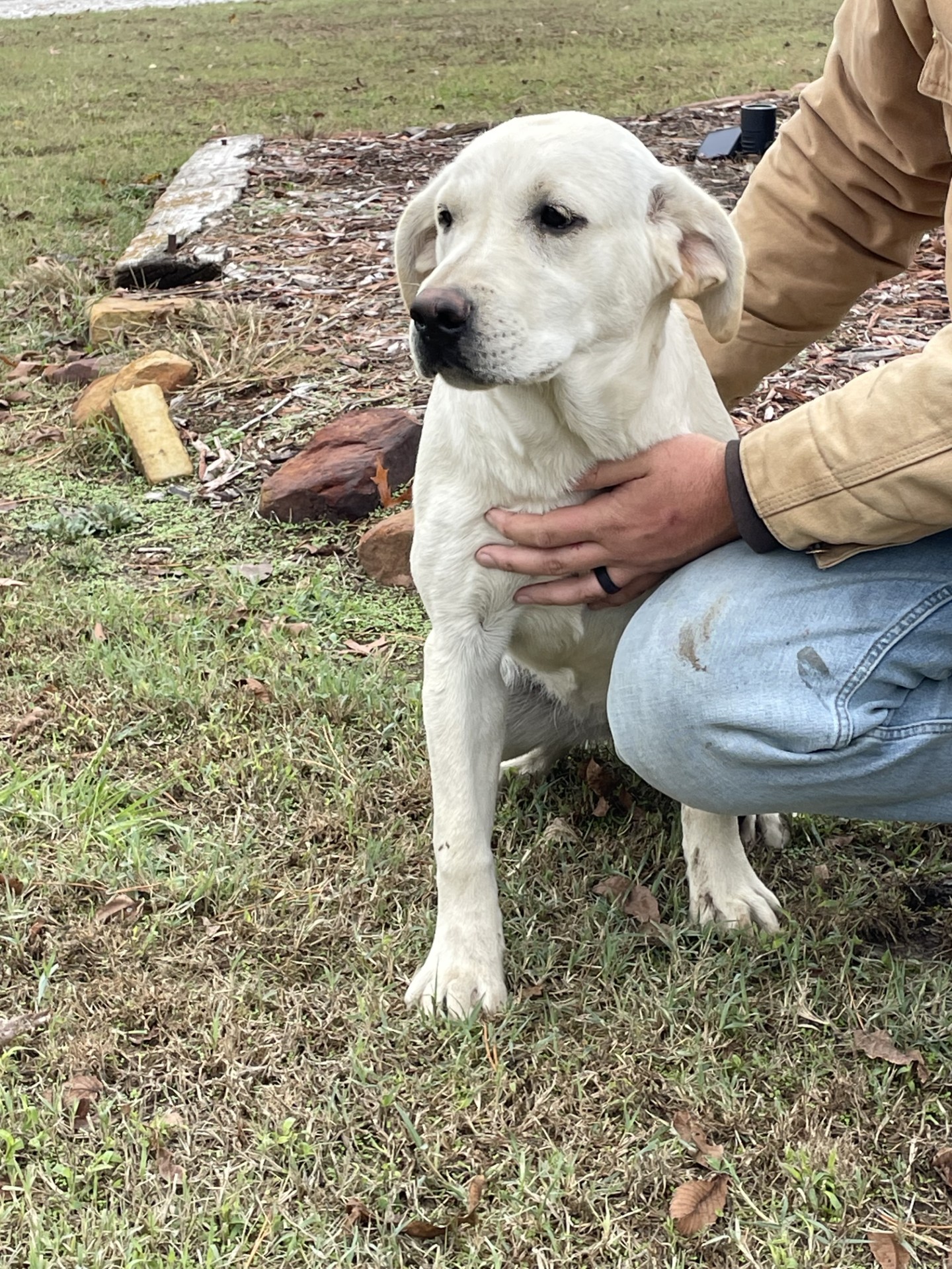 Meet Good Golly Miss... - T-Bar Country Labrador Retrievers | Facebook