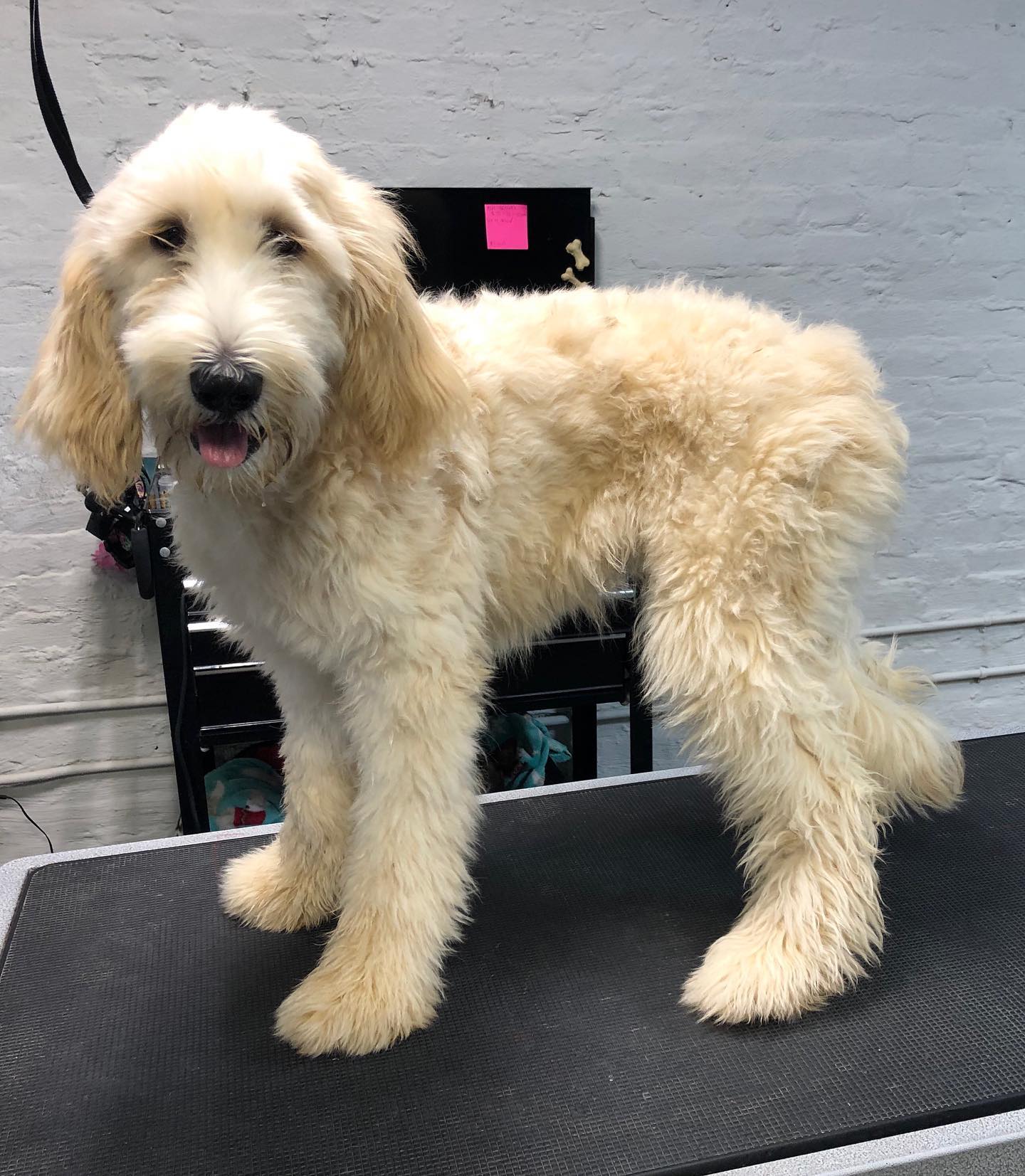 The Fetch House - New client alert 🚨: Kenzie the doodle... | Facebook