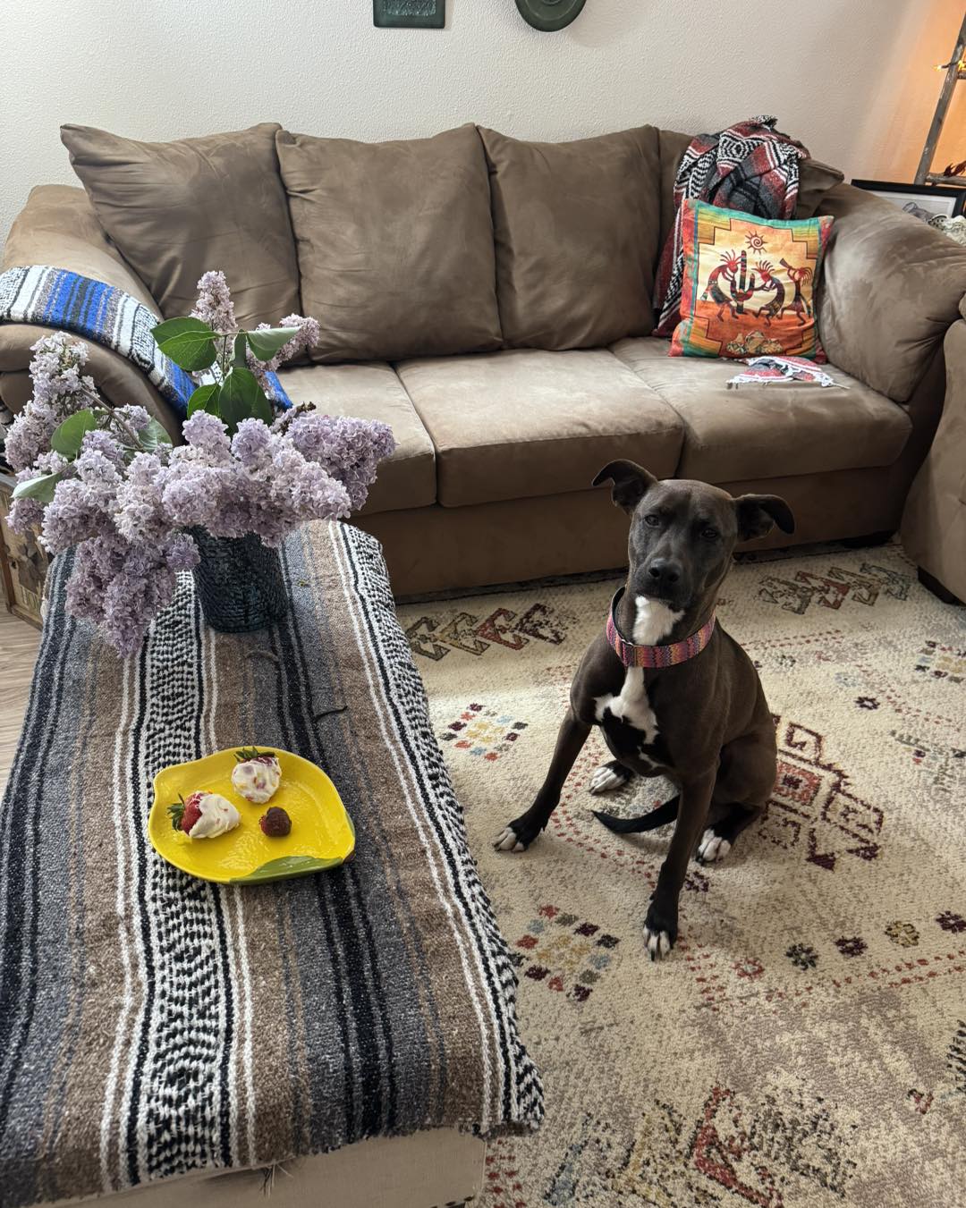 Pibble and All Paws Rescue | Lacey WA