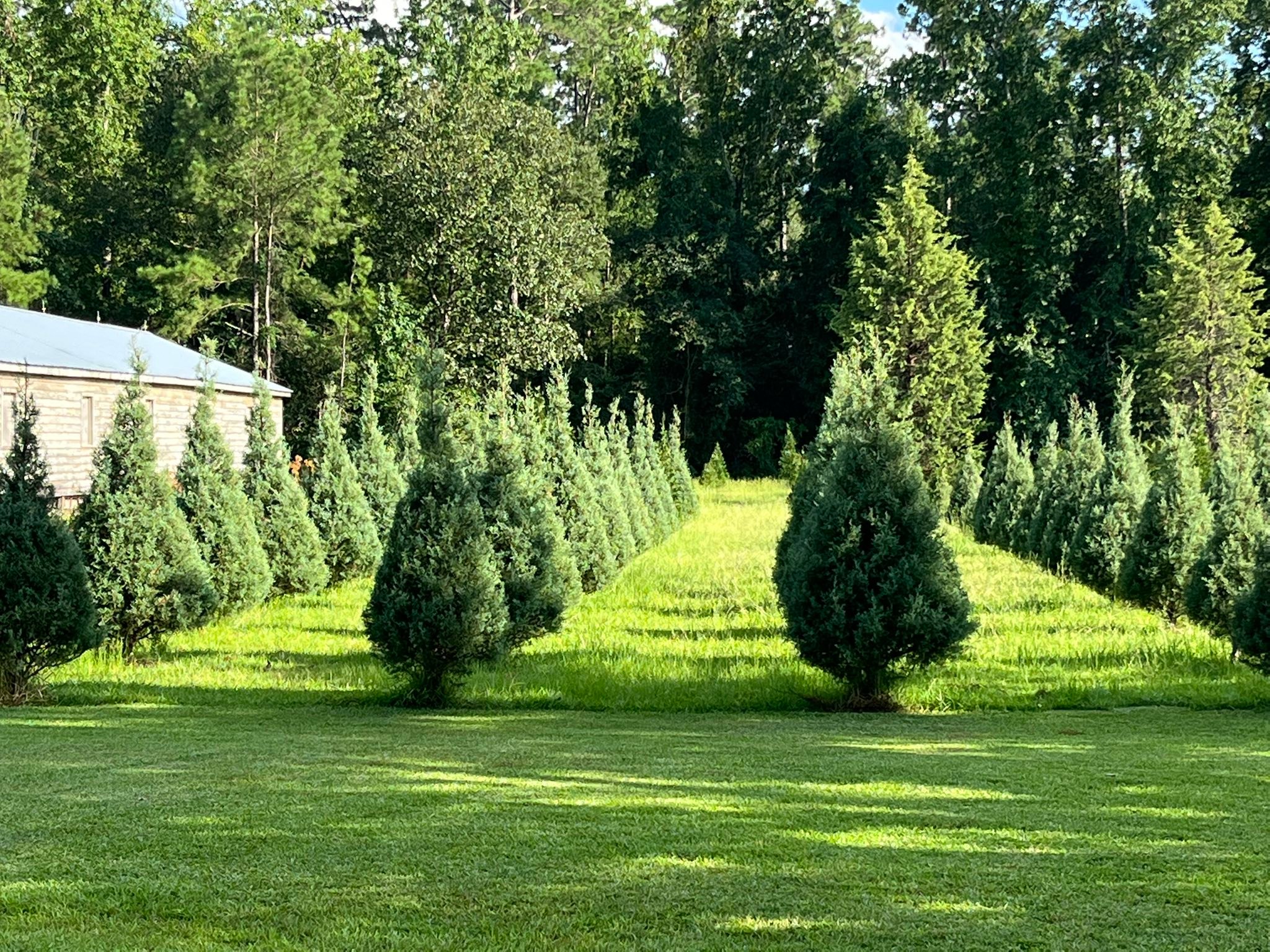 Booth's Christmas Tree Farm | Conway SC