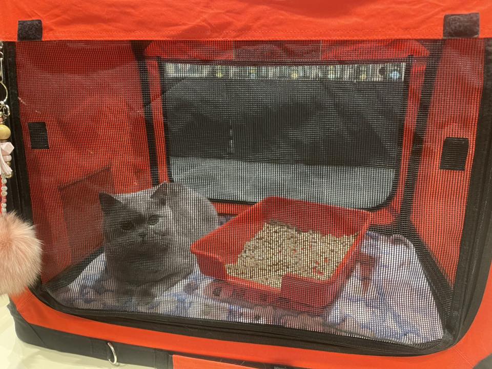 De Vrienden Der Kat | Bornem
