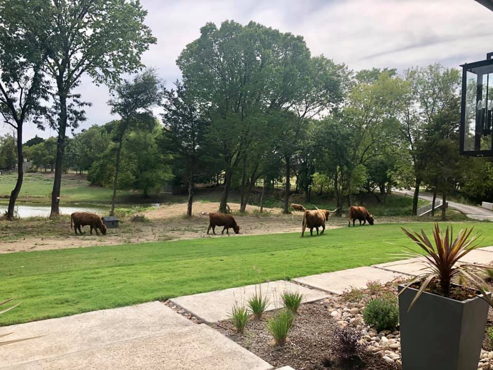 Holy Horns Ranch