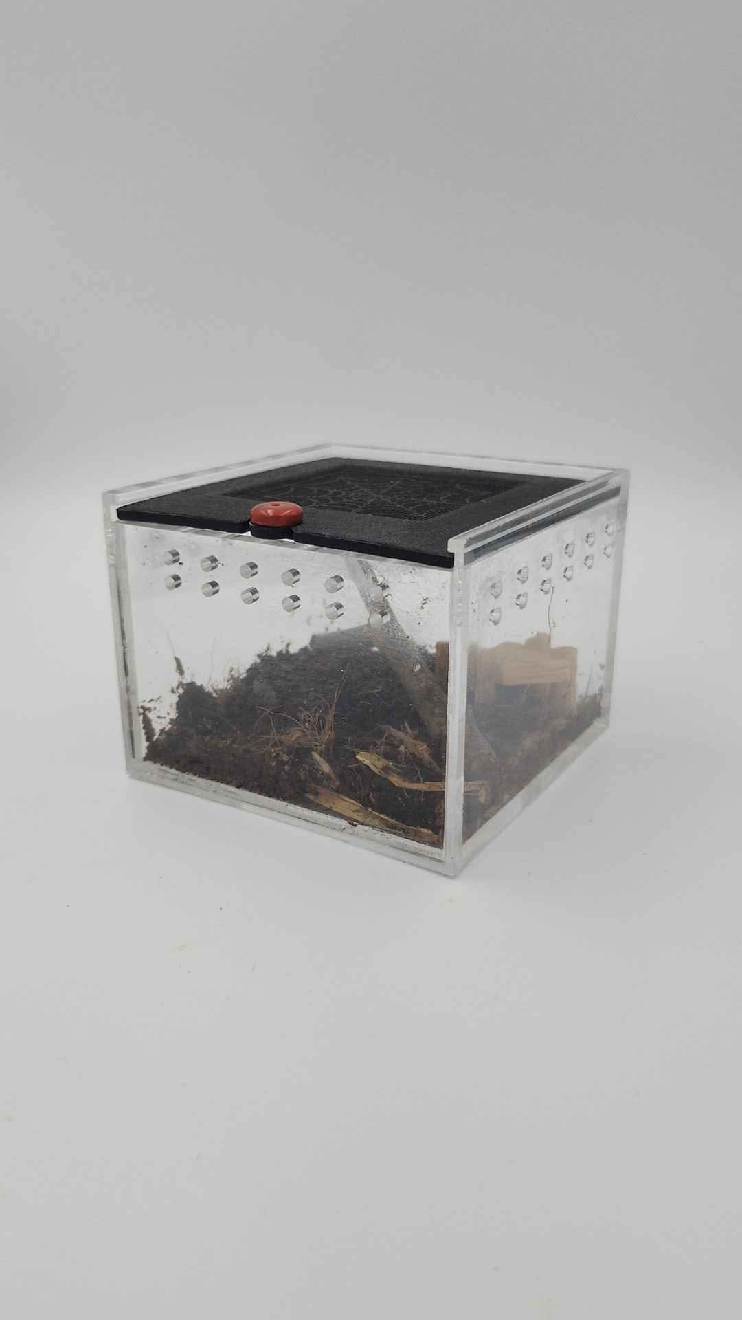 Springtail enclosure - Fish Supplies - Perth, Western Australia ...