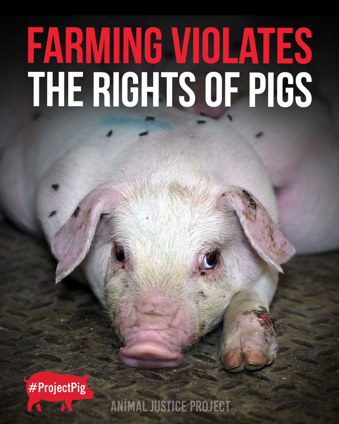 Farming violates their rights 🐷... - Animal Justice Project | Facebook