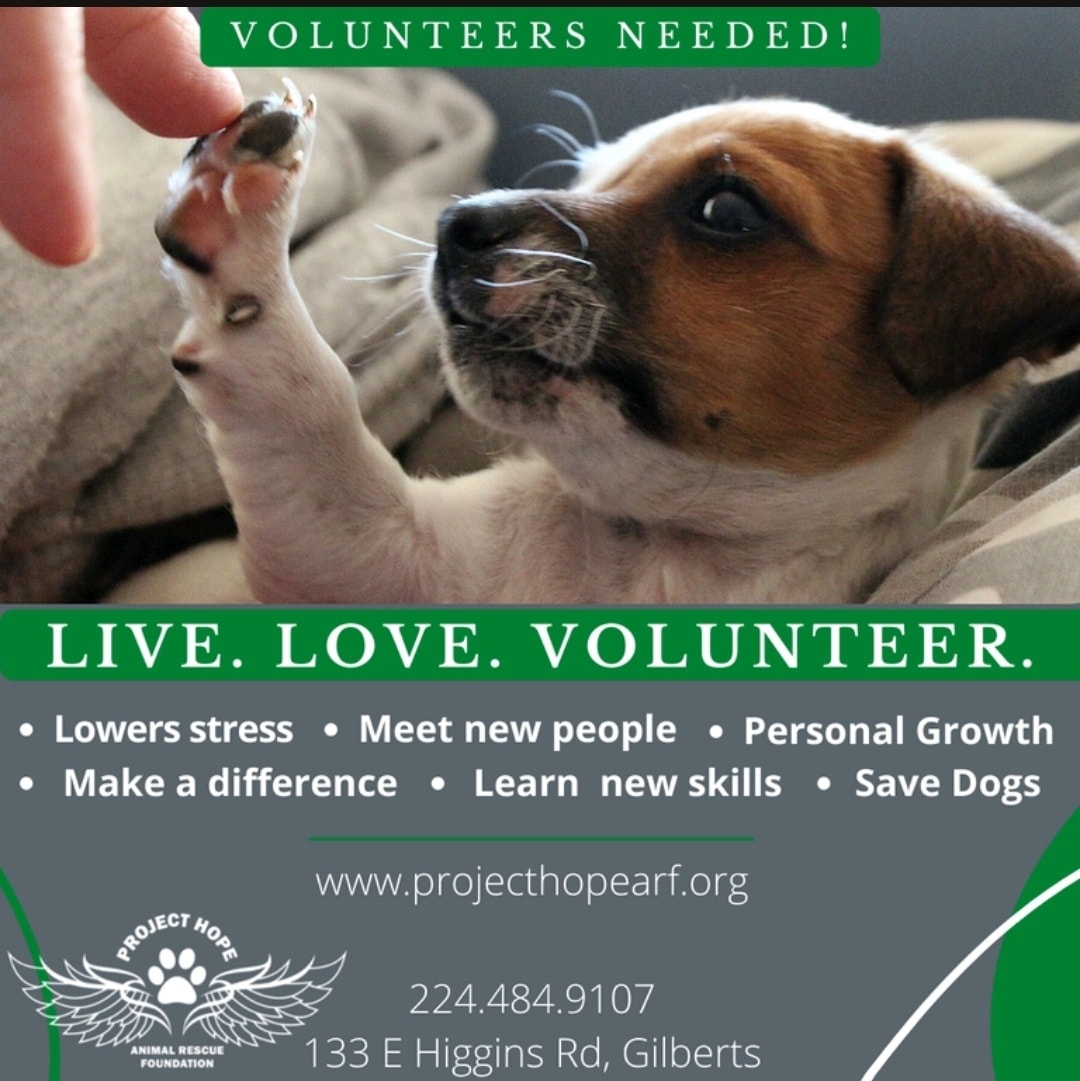 It takes an army... - Project Hope Animal Rescue Foundation
