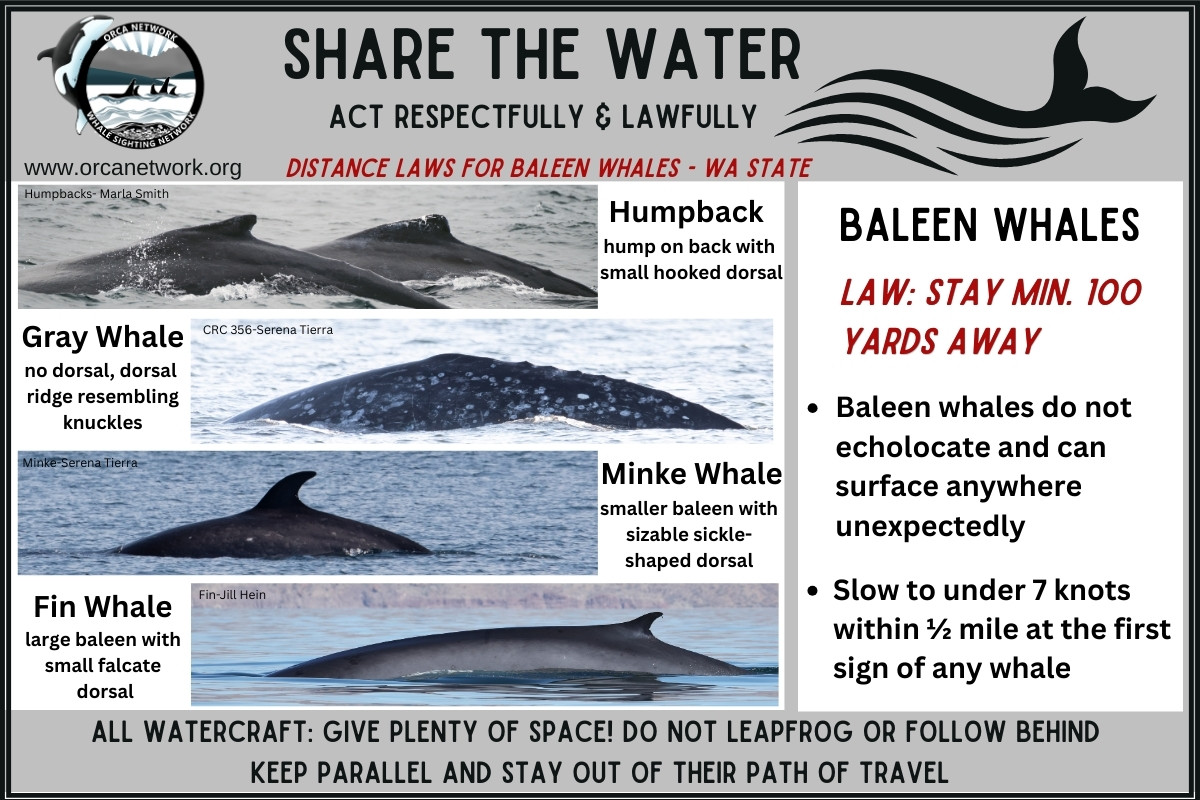 Orca Network - 🩶 Humpback near Point Defiance! Please... | Facebook