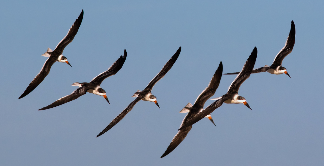 Sunset Seabird Safari