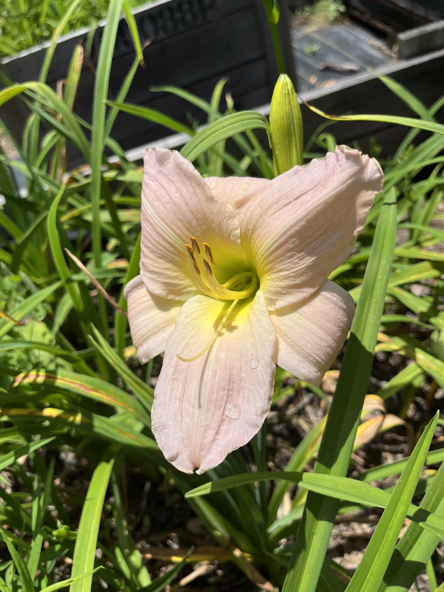 Springwater Sprouts Propagation and Plant Nursery