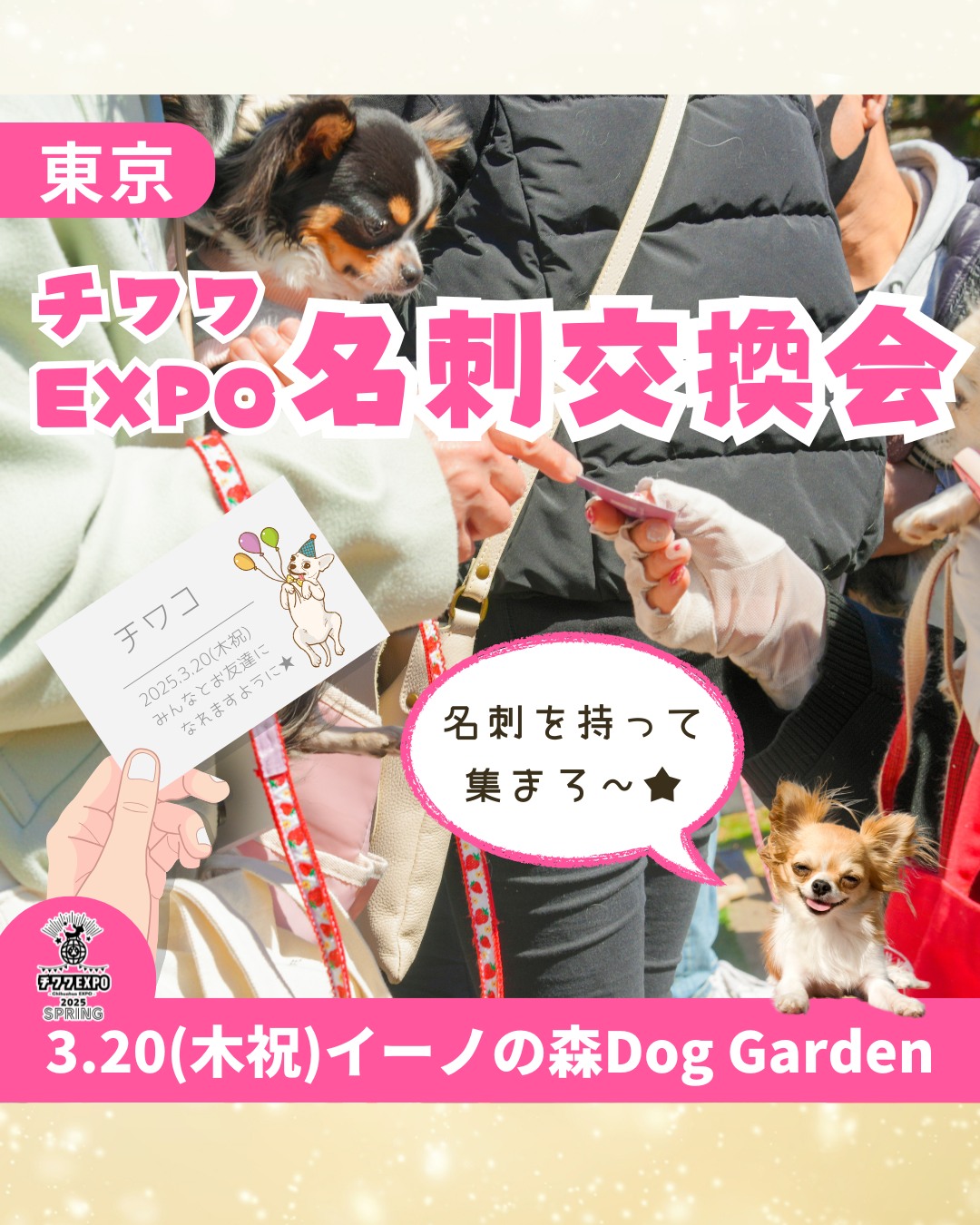 📣 チワワEXPOでお友達をた〜〜っくさん作りたい方に必見のコンテンツ