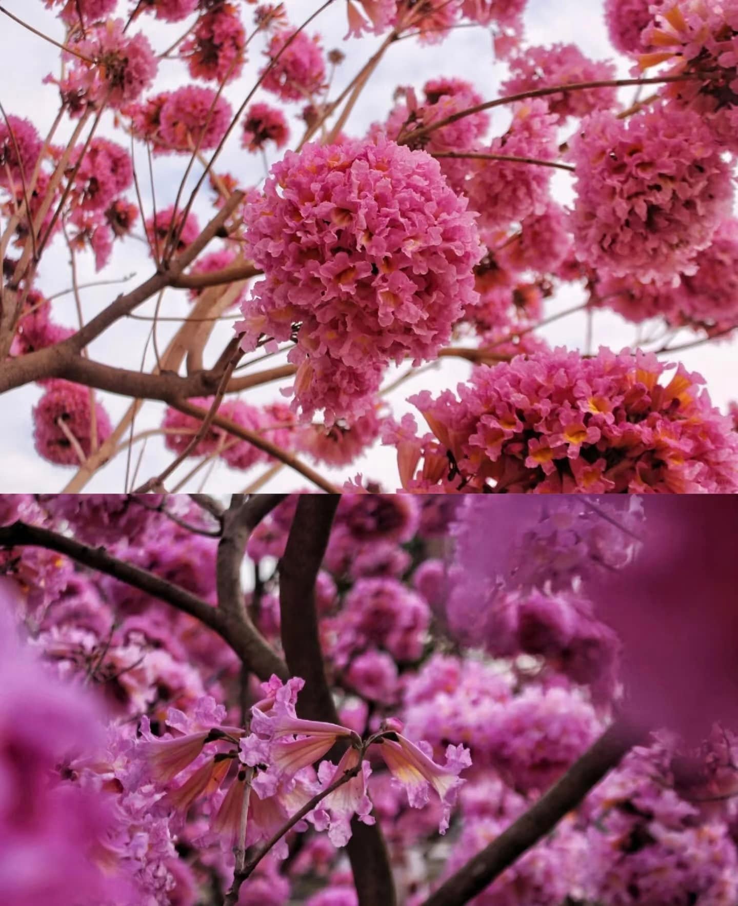 Canton Today - 【#廣東 的花海從沒讓人失望🌸 #中山紫花風鈴木】... | Facebook