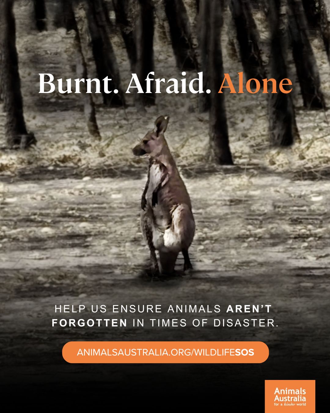 Animals - Catastrophic fires tore through his home, killing his mother ...