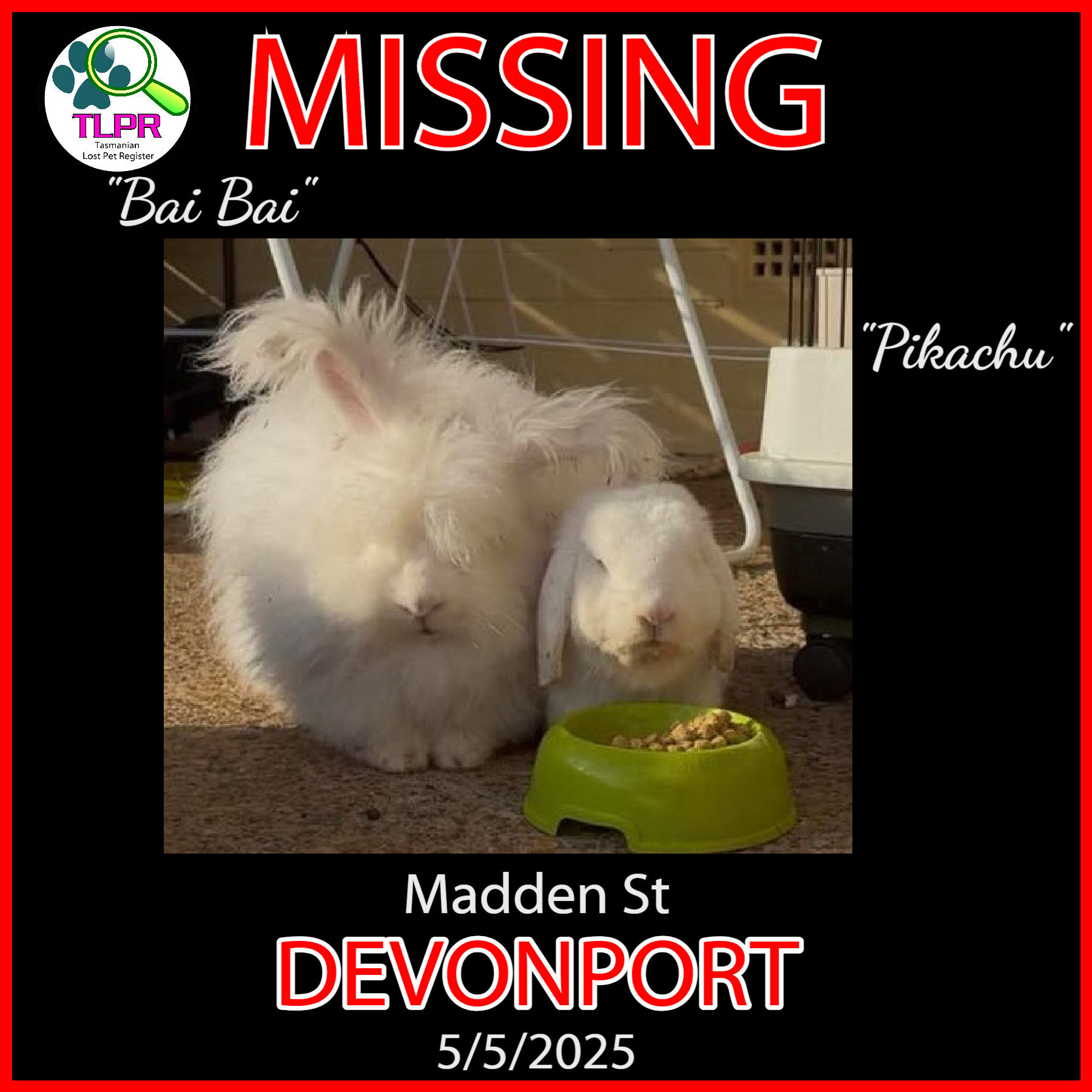 Tasmanian - **REUNITED** MISSING – TWO RABBITS – DEVONPORT (DEVONPORT ...