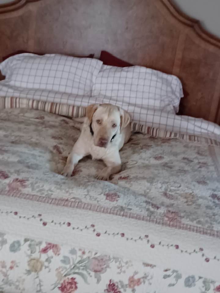 Heartland Lab Rescue | Oklahoma City OK