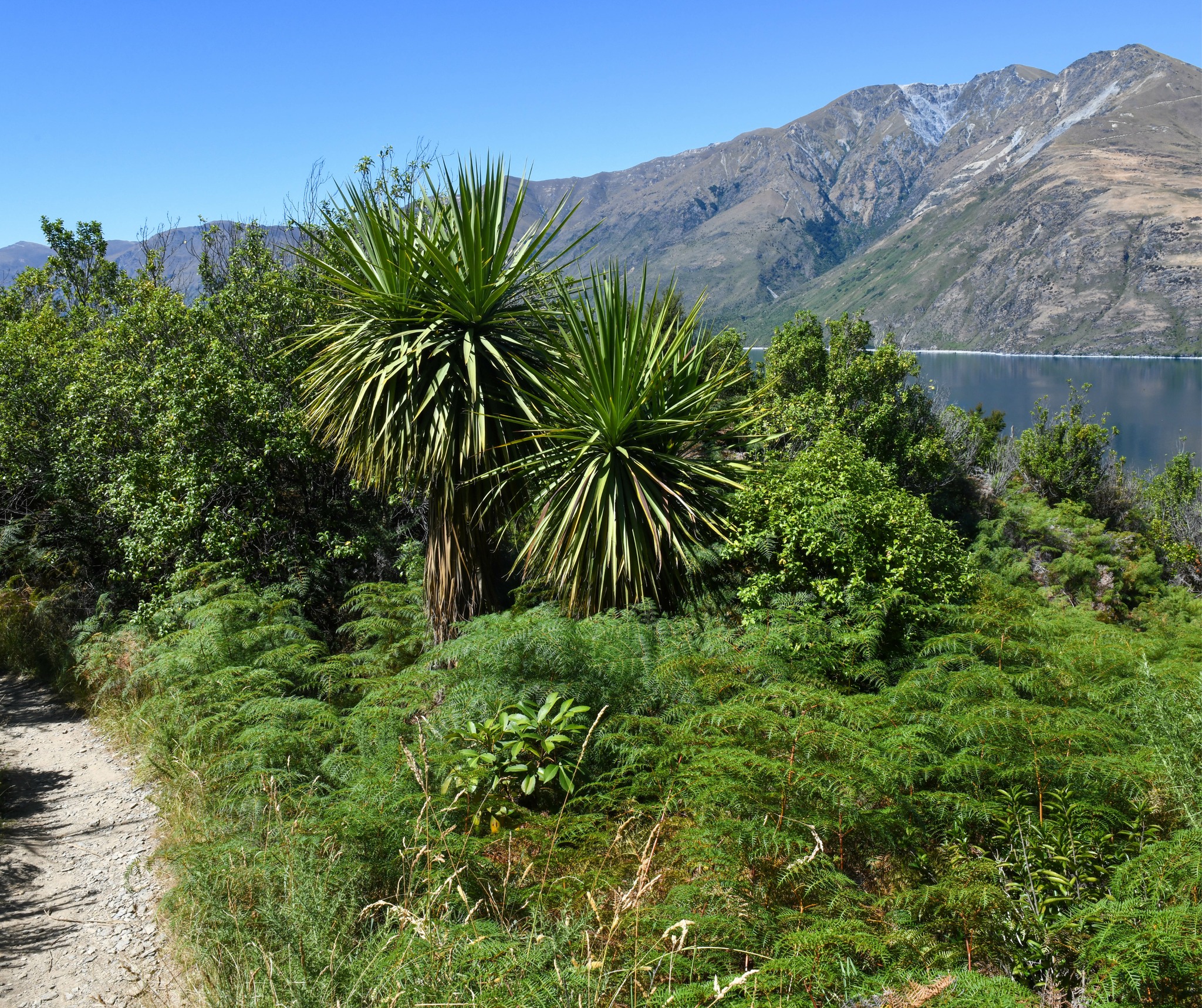Freedom... - Freedom Destinations - The New Zealand Experts
