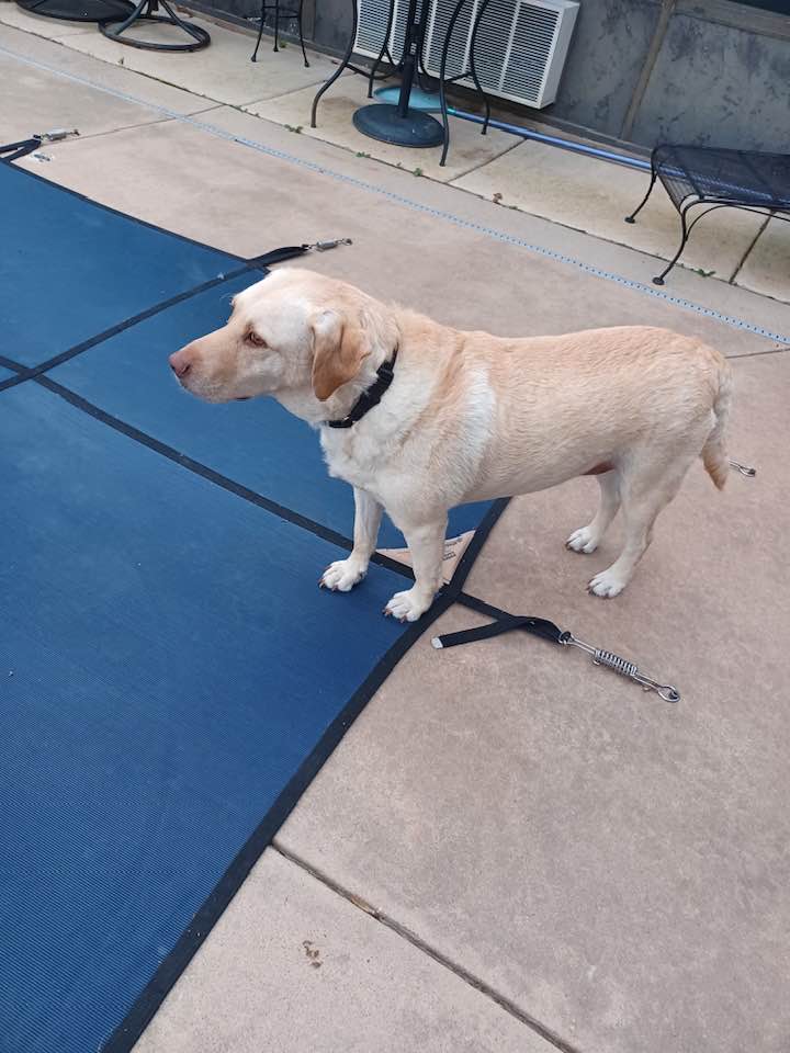 Heartland Lab Rescue | Oklahoma City OK