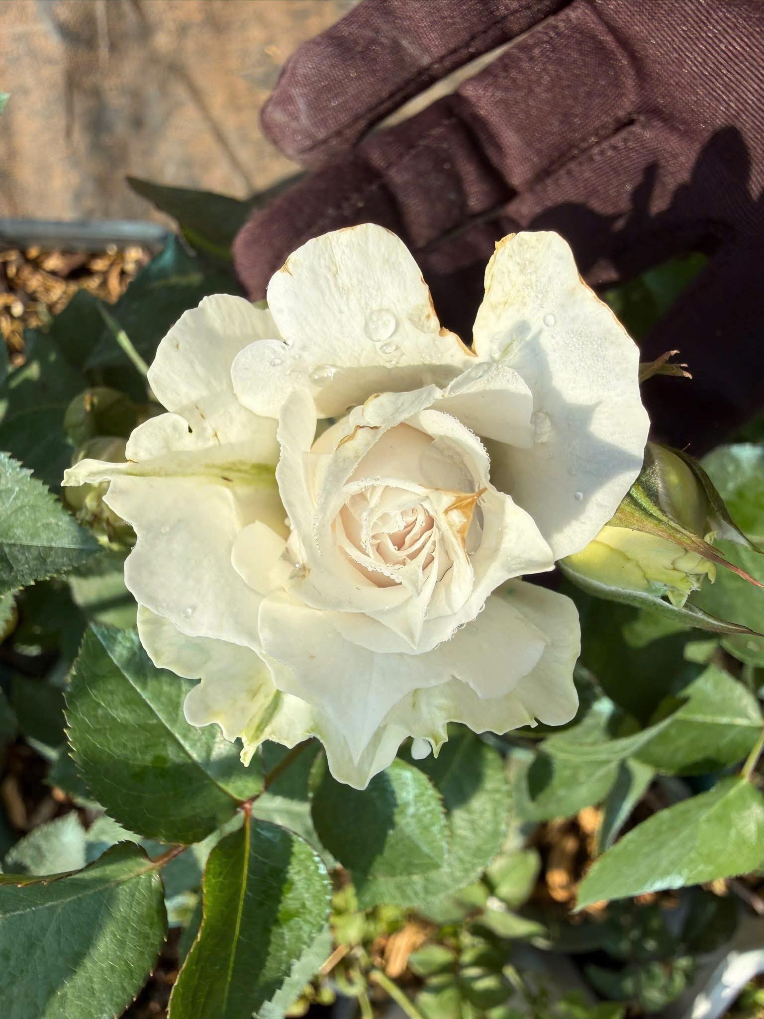Roseplants #rosegarden #garden