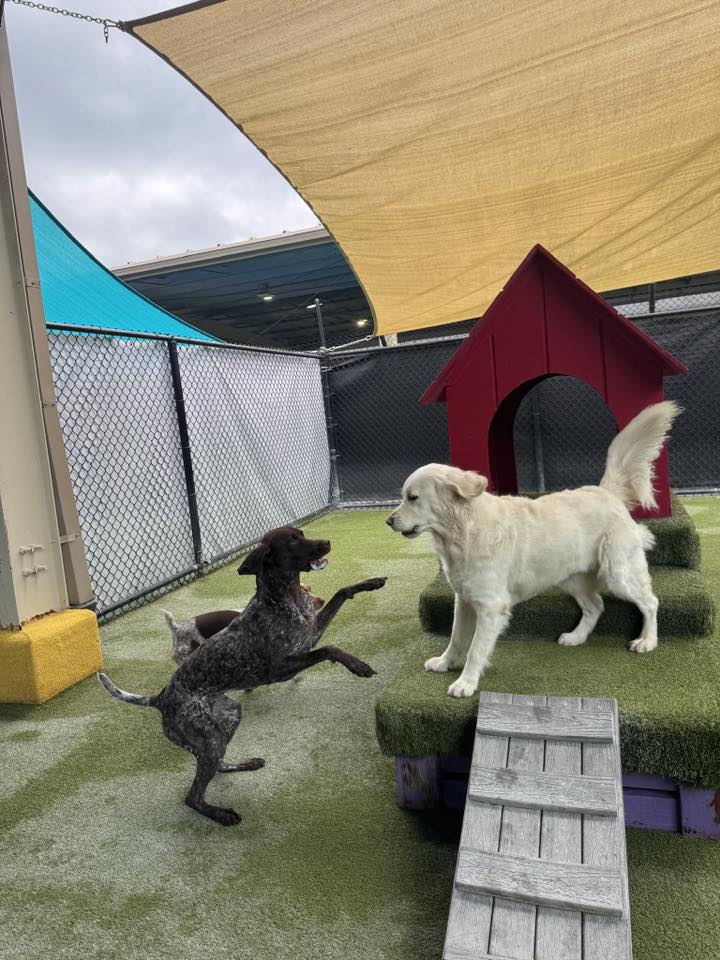 Beaches Jet Set Pets | Jacksonville Beach FL